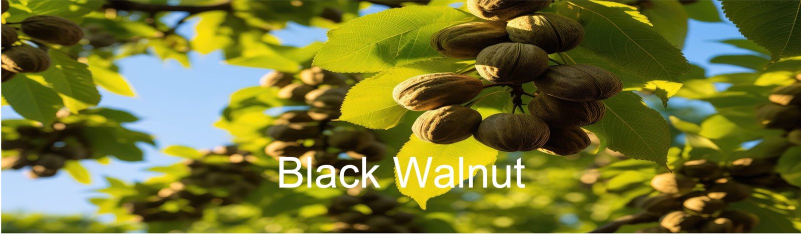 Black Walnut Black Walnut